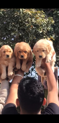 Ritriver puppies